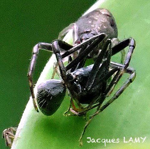Tmarus sp.